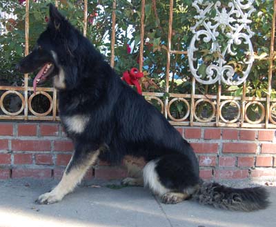 Sheba von Scherer sitting